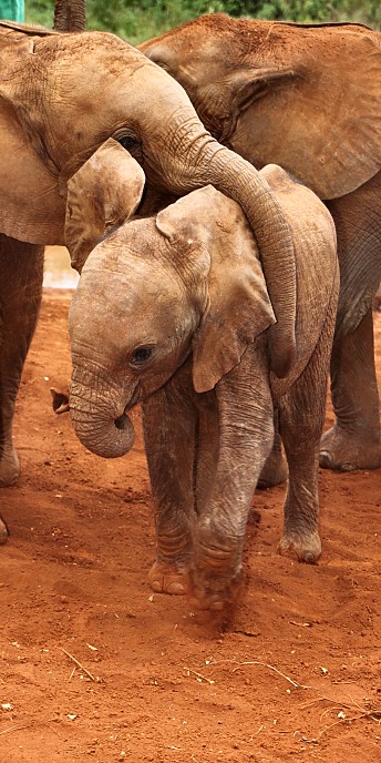 Nairobi_4472 1_v.jpg